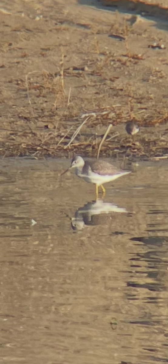 Greater Yellowlegs - ML647237930