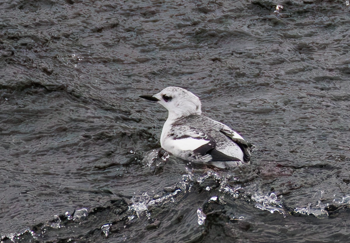 Gryllteiste - ML647237935