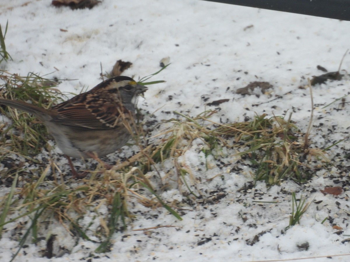 White-throated Sparrow - ML647237937