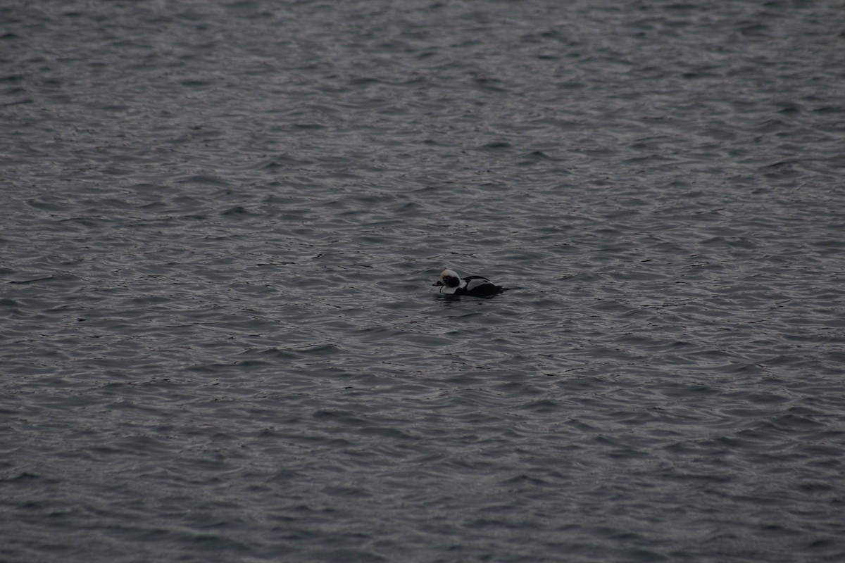 ברווז קרח - ML647237938