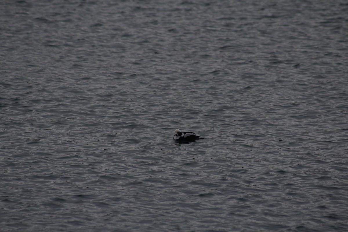 ברווז קרח - ML647237939