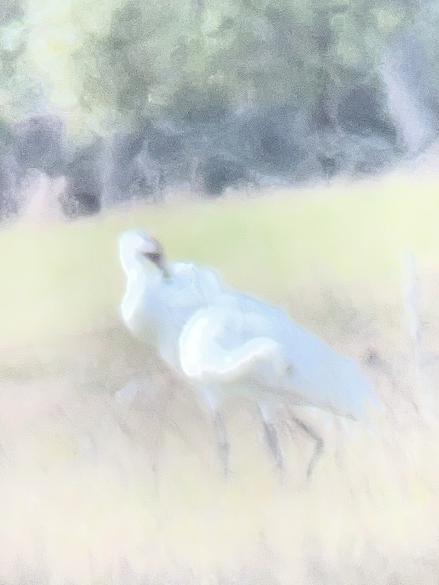 Whooping Crane - ML647237941