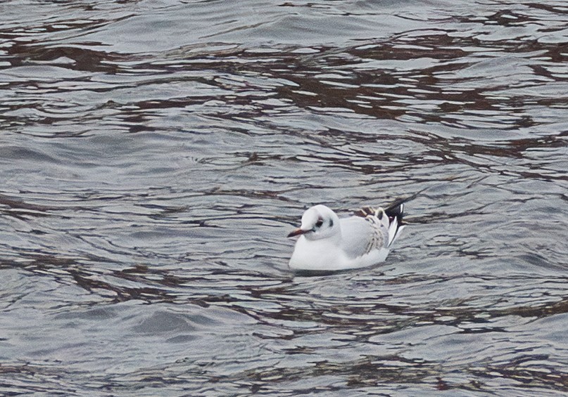 Lachmöwe - ML647237944