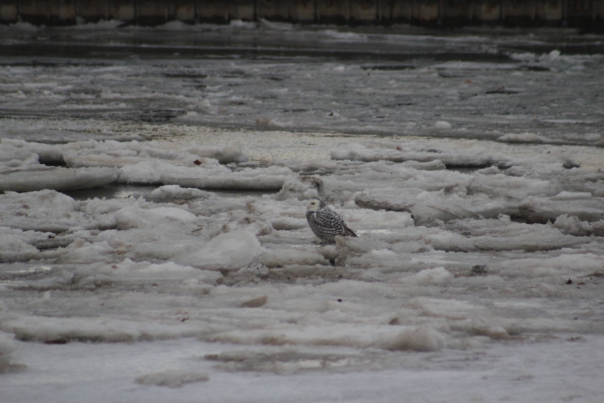 לילית שלג - ML647237947