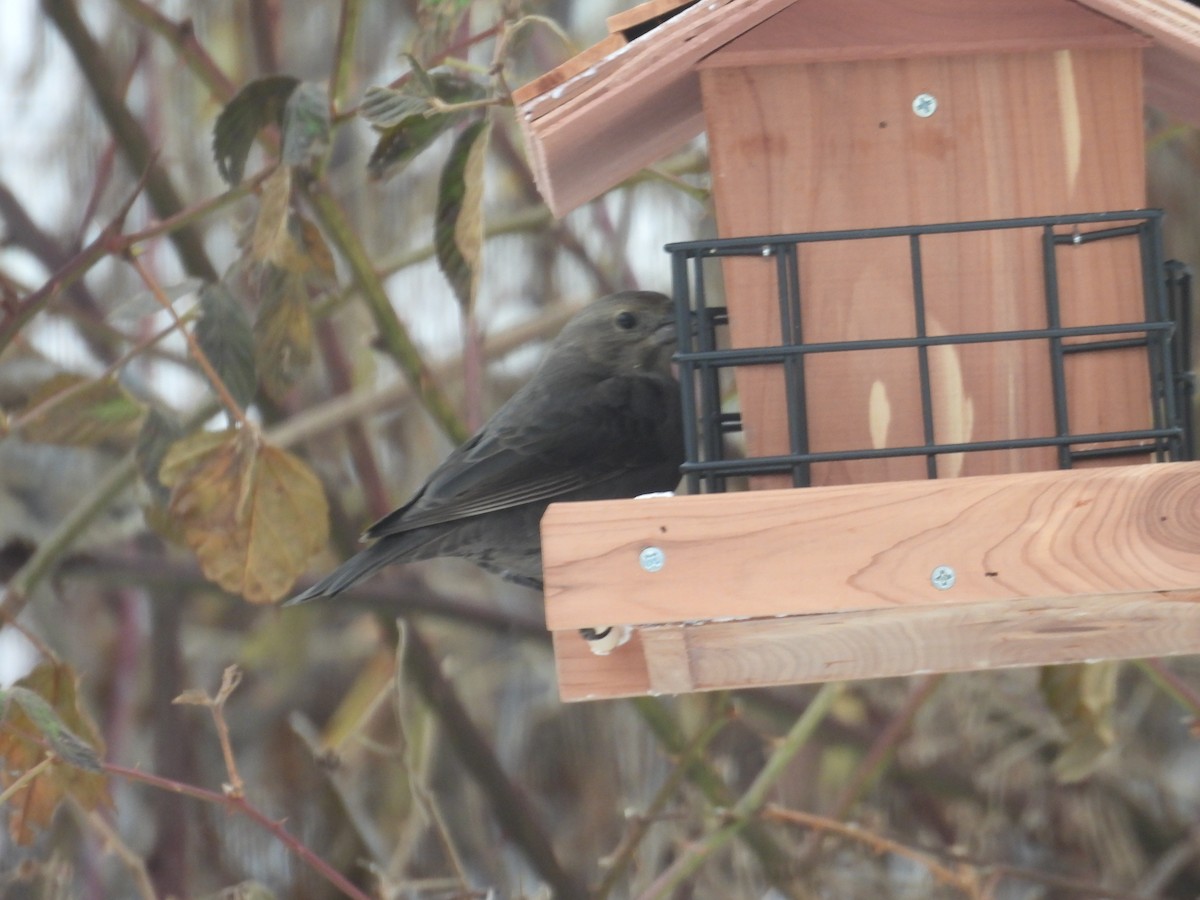 Brown-headed Cowbird - ML647237951