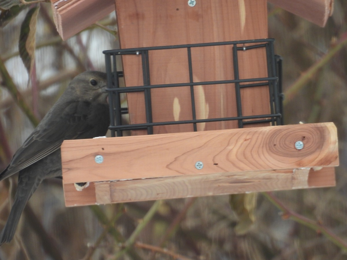 Brown-headed Cowbird - ML647237952
