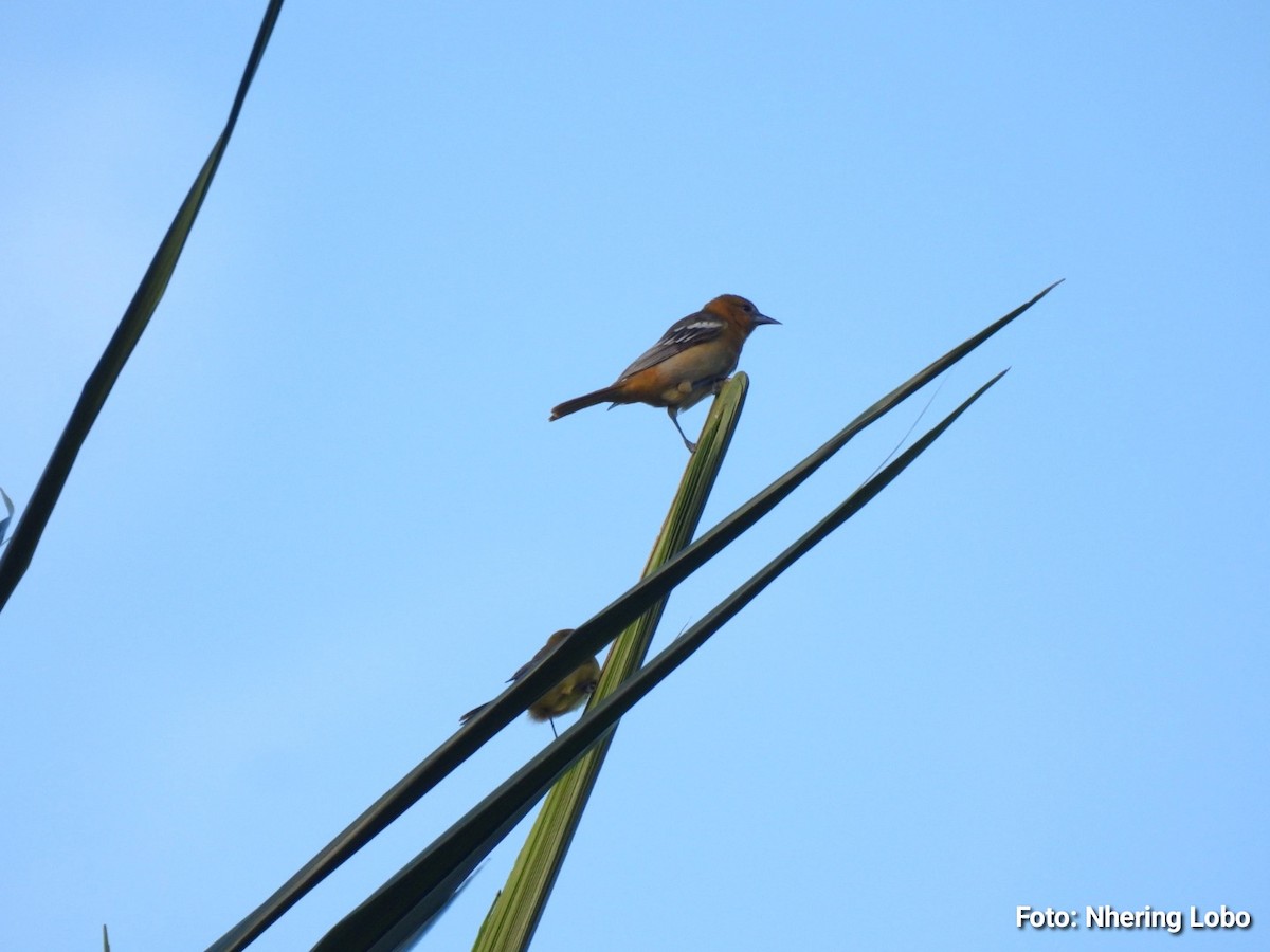 ボルチモアムクドリモドキ - ML647237953