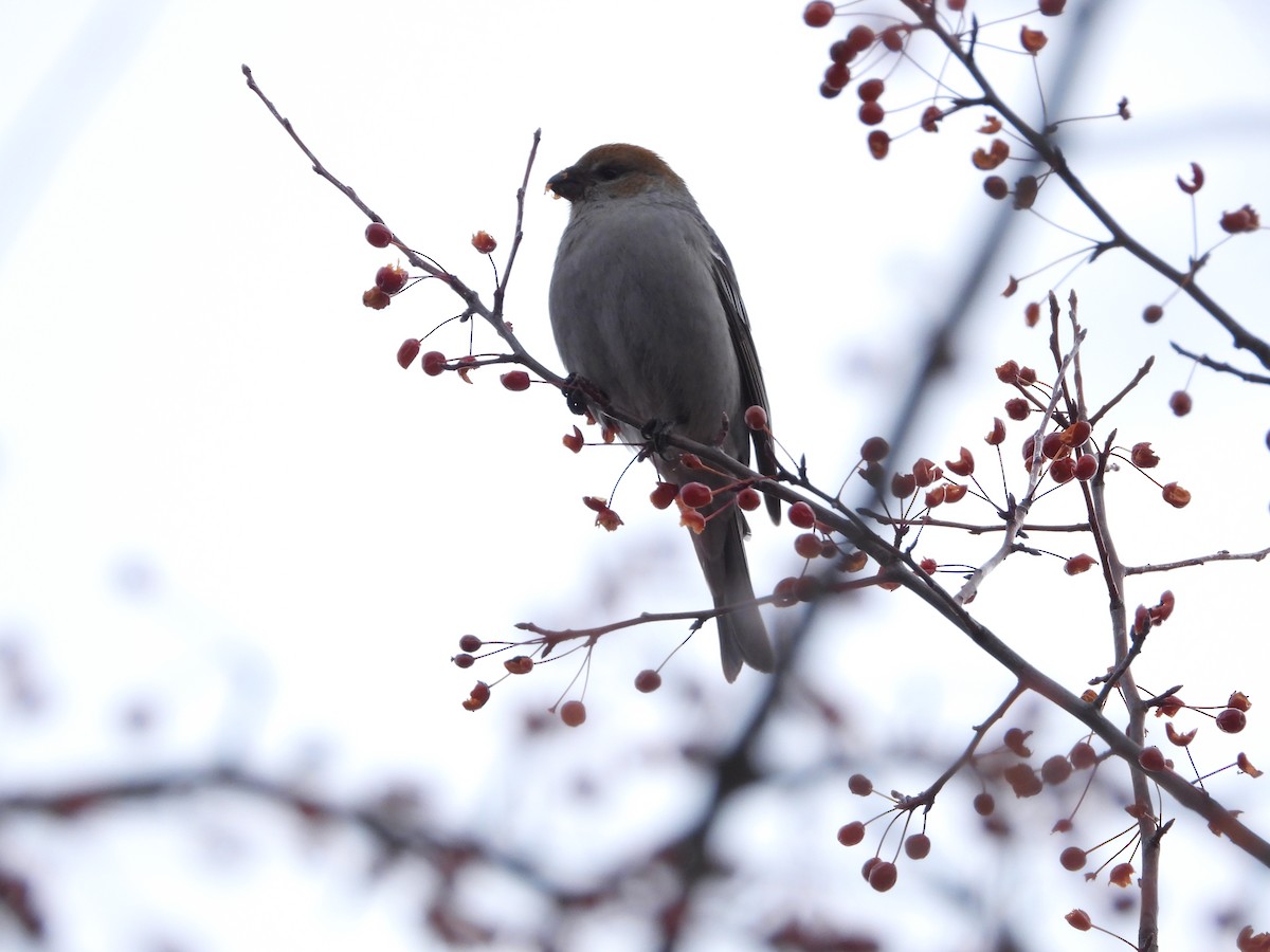 Camachuelo Picogrueso - ML647237959