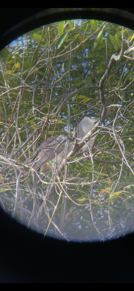 Black-crowned Night Heron - ML647237960