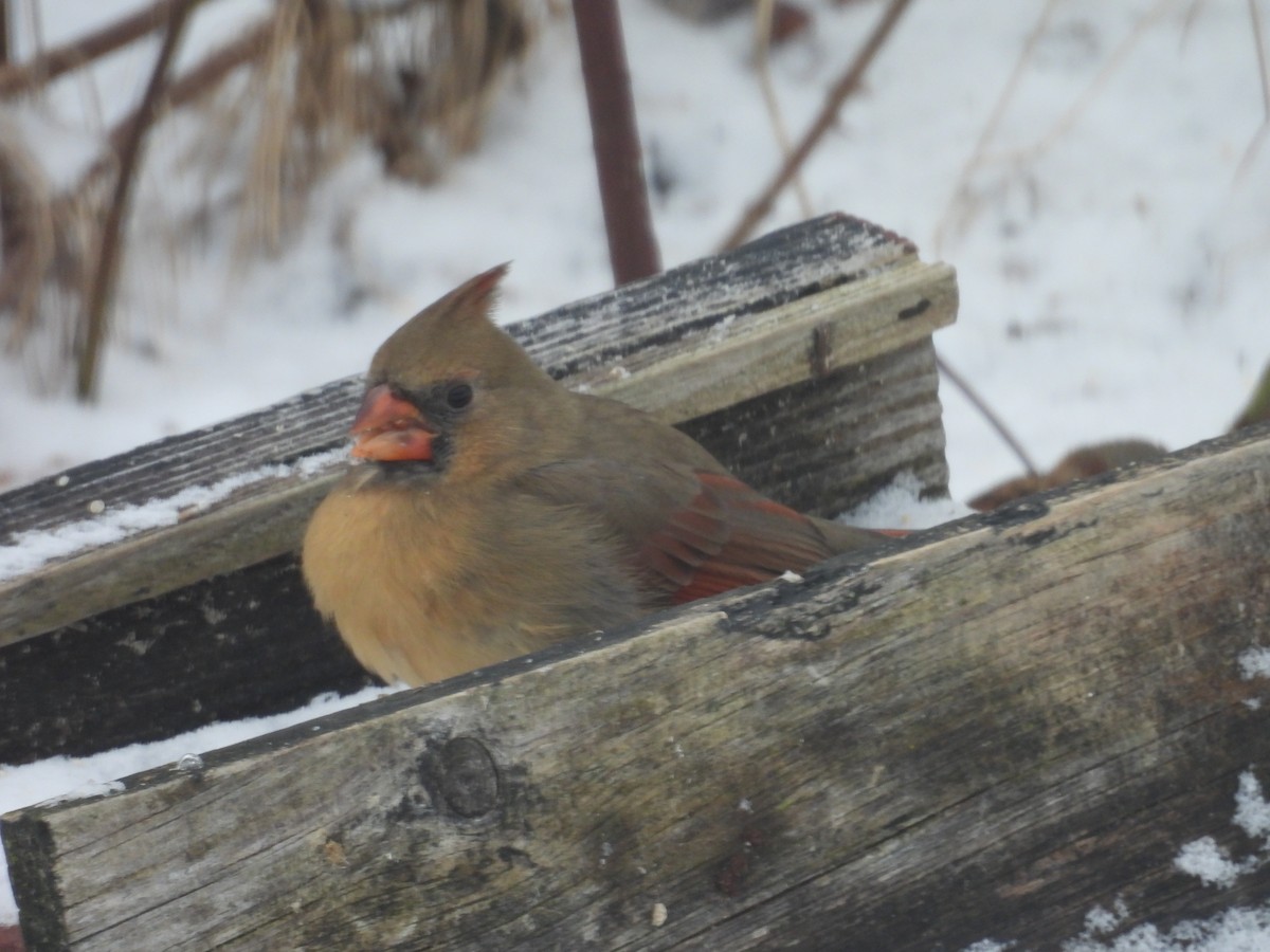 Northern Cardinal - ML647237970