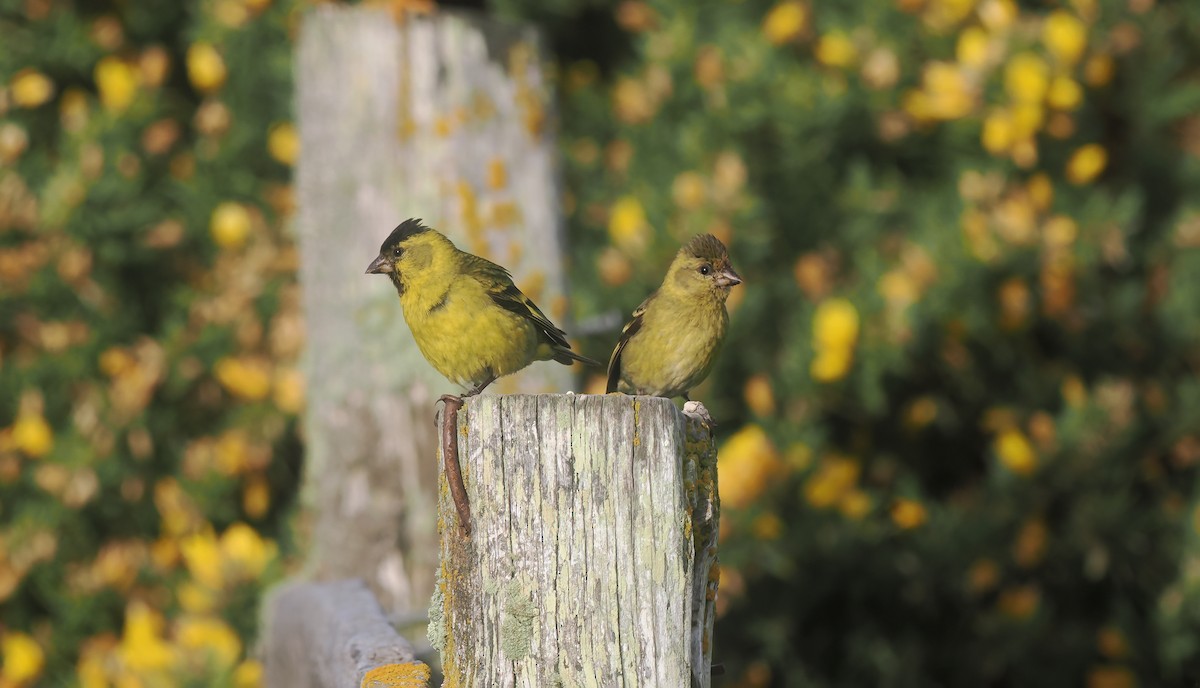 Black-chinned Siskin - ML647237998