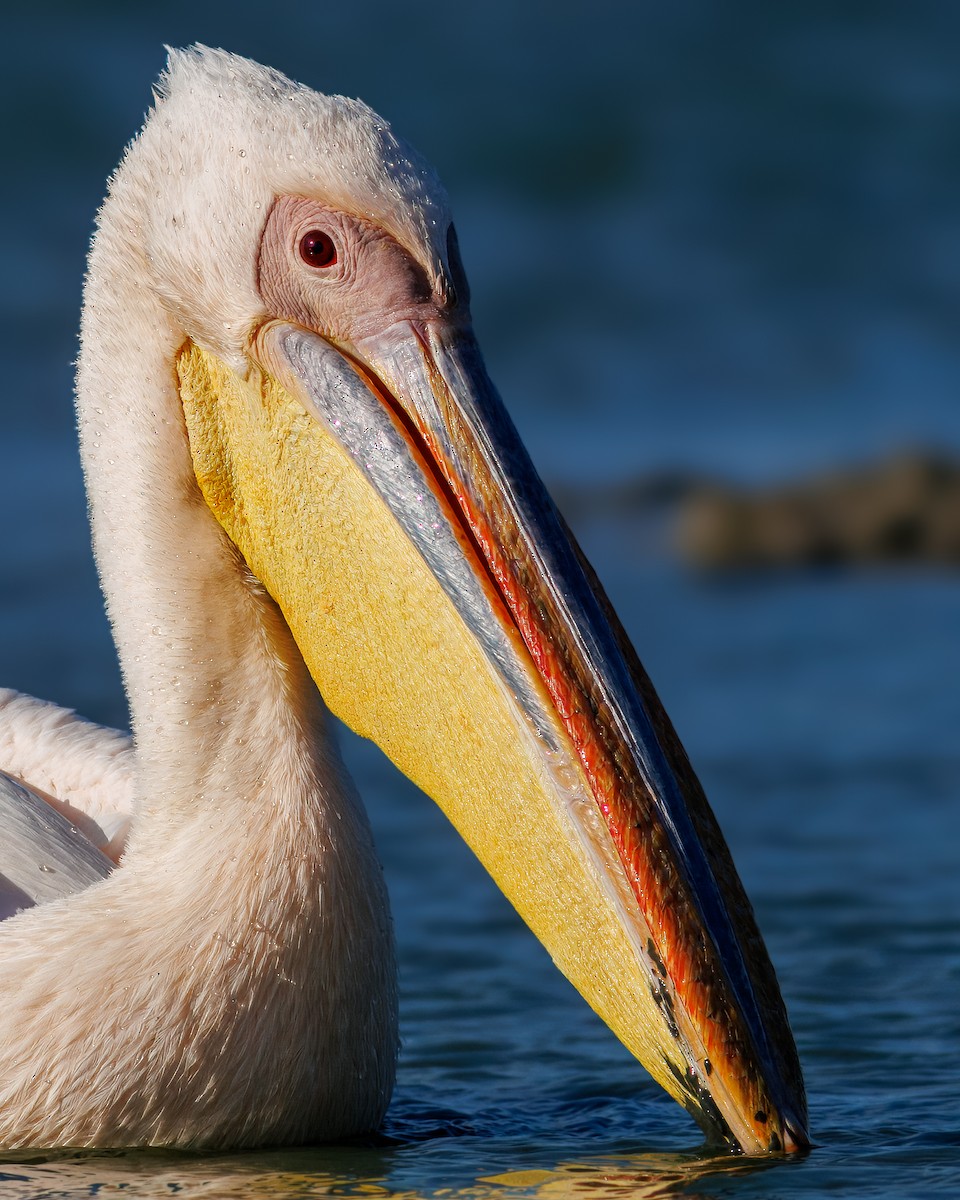 Great White Pelican - ML647238011
