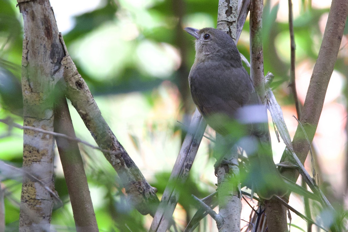 Little Shrikethrush (Rufous) - ML647238016