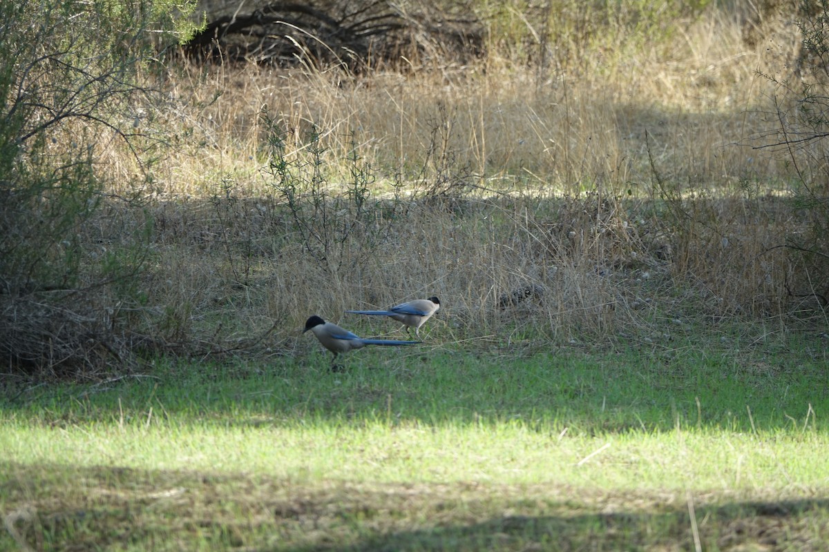 Iberian Magpie - ML647238017