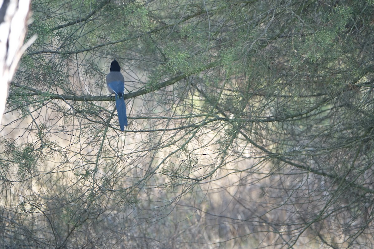 Iberian Magpie - ML647238018