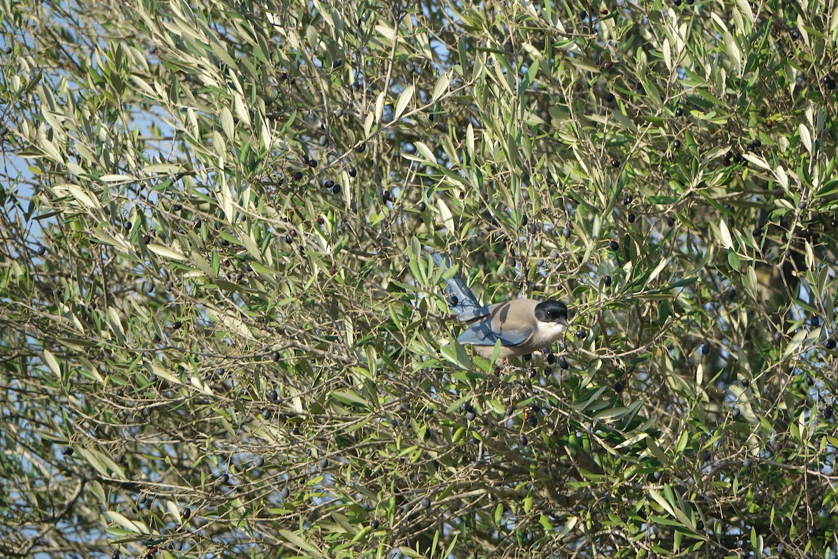 Iberian Magpie - ML647238019