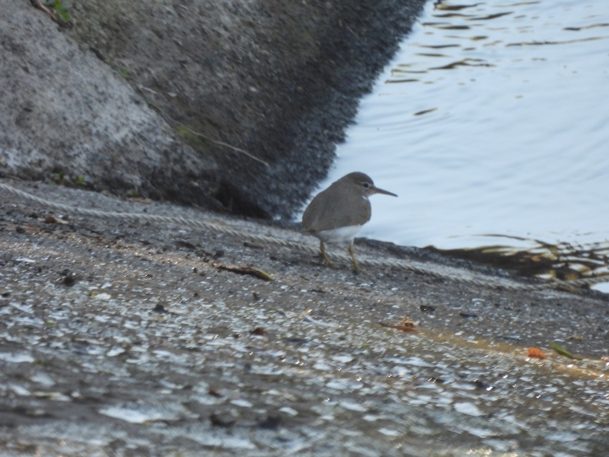 Spotted Sandpiper - ML647238020