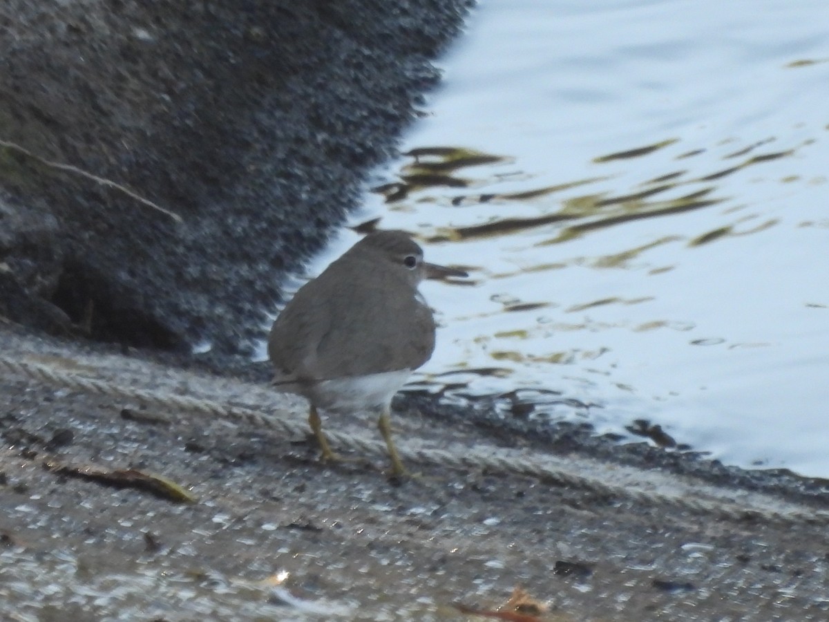 Spotted Sandpiper - ML647238022
