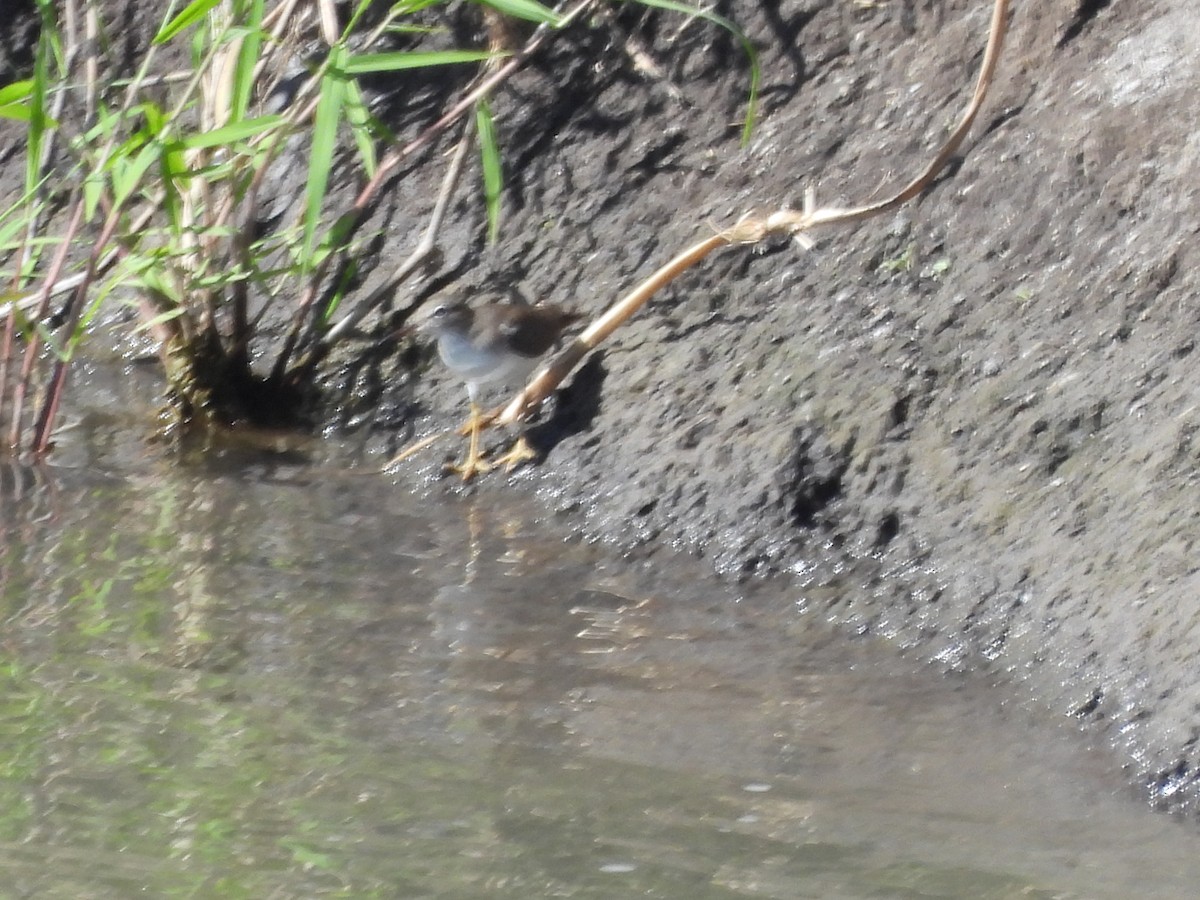 Spotted Sandpiper - ML647238024