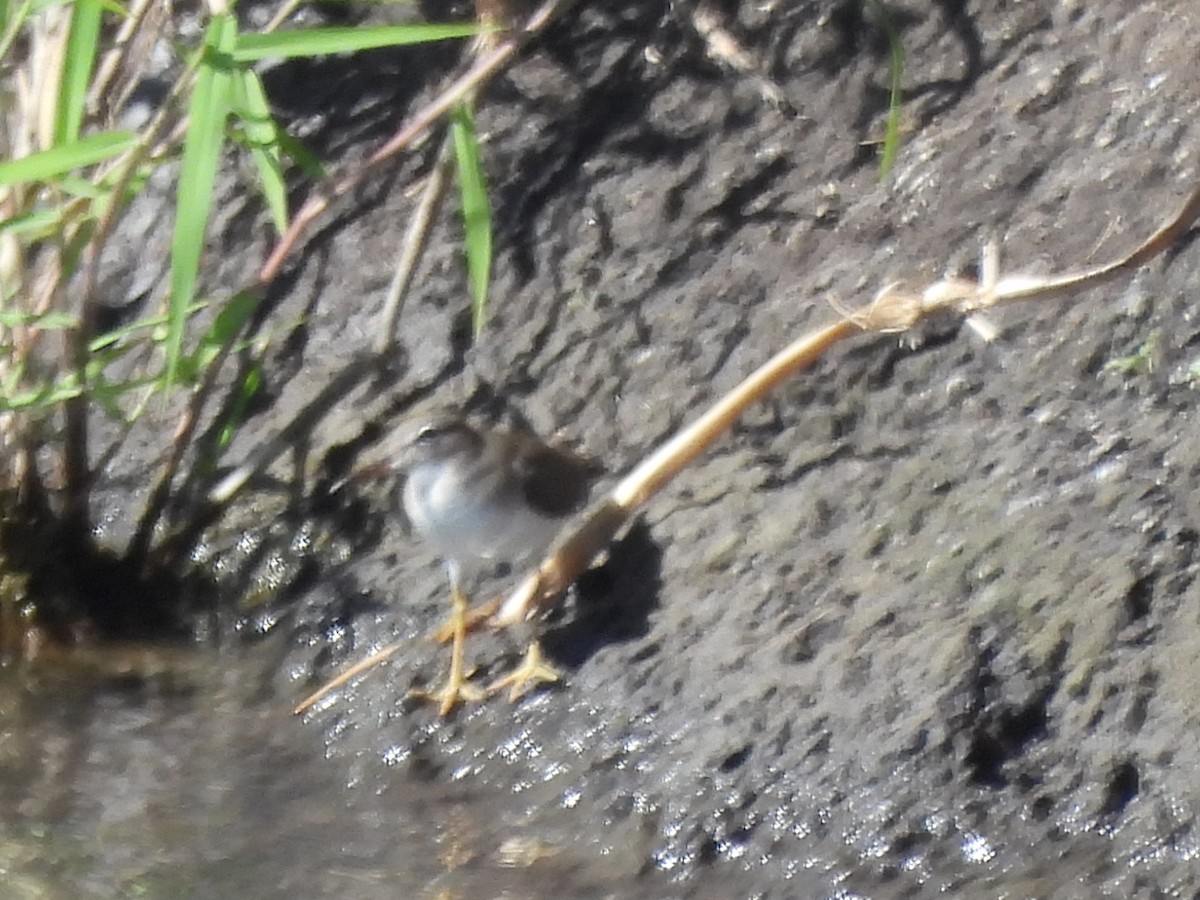 Spotted Sandpiper - ML647238025