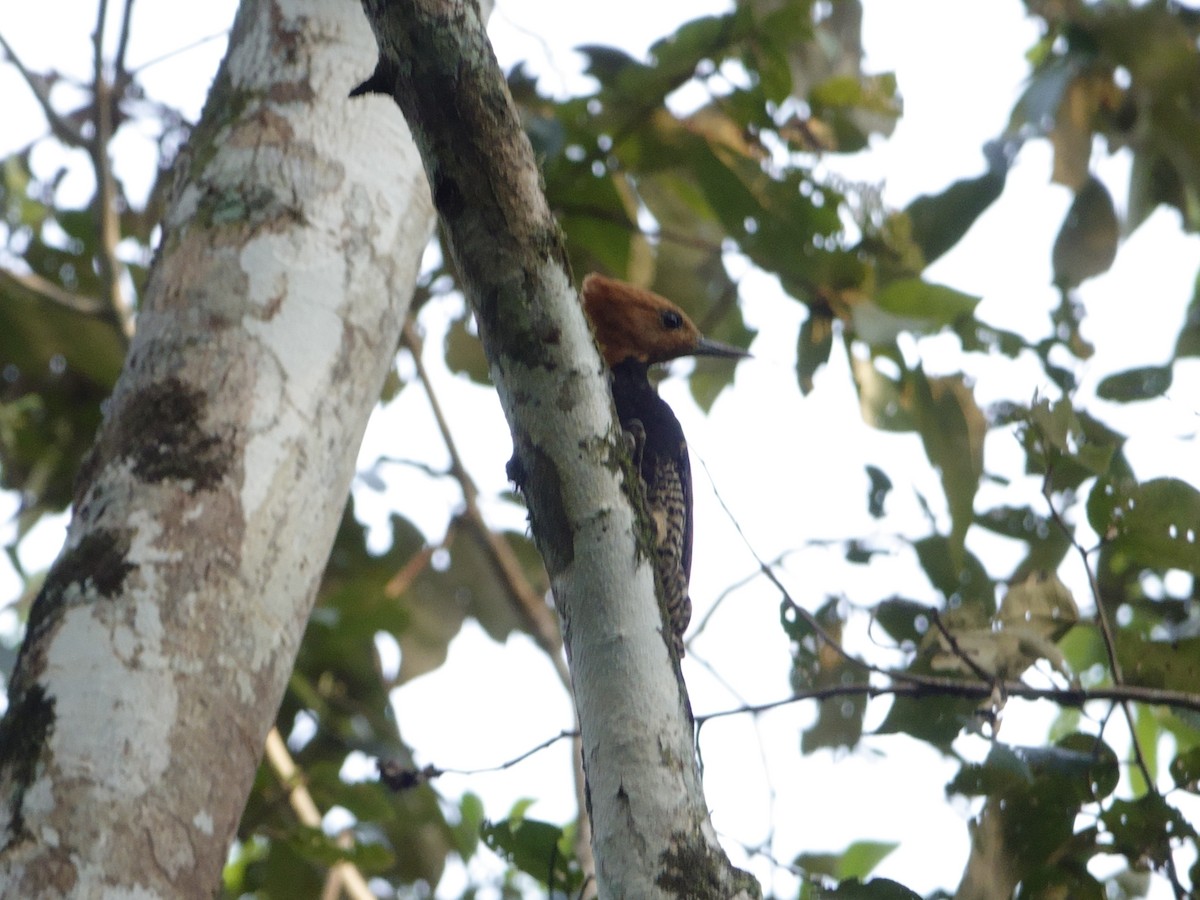 Ringed Woodpecker - ML647238029