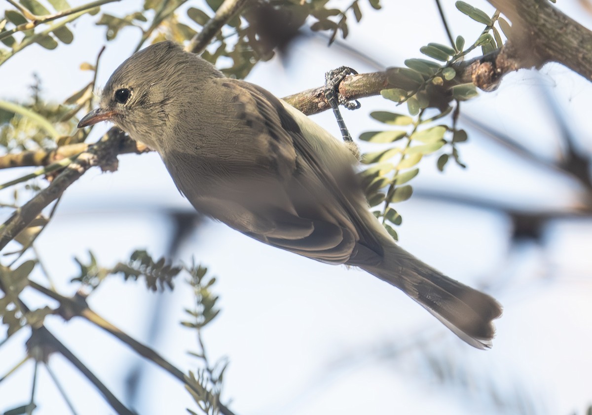 Northern Beardless-Tyrannulet - ML647238031