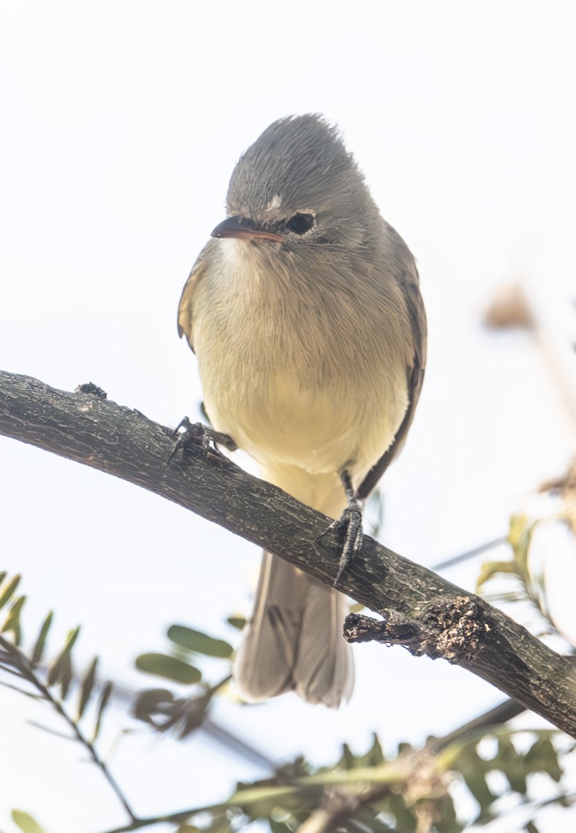 Northern Beardless-Tyrannulet - ML647238032