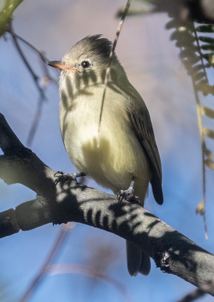 Northern Beardless-Tyrannulet - ML647238033