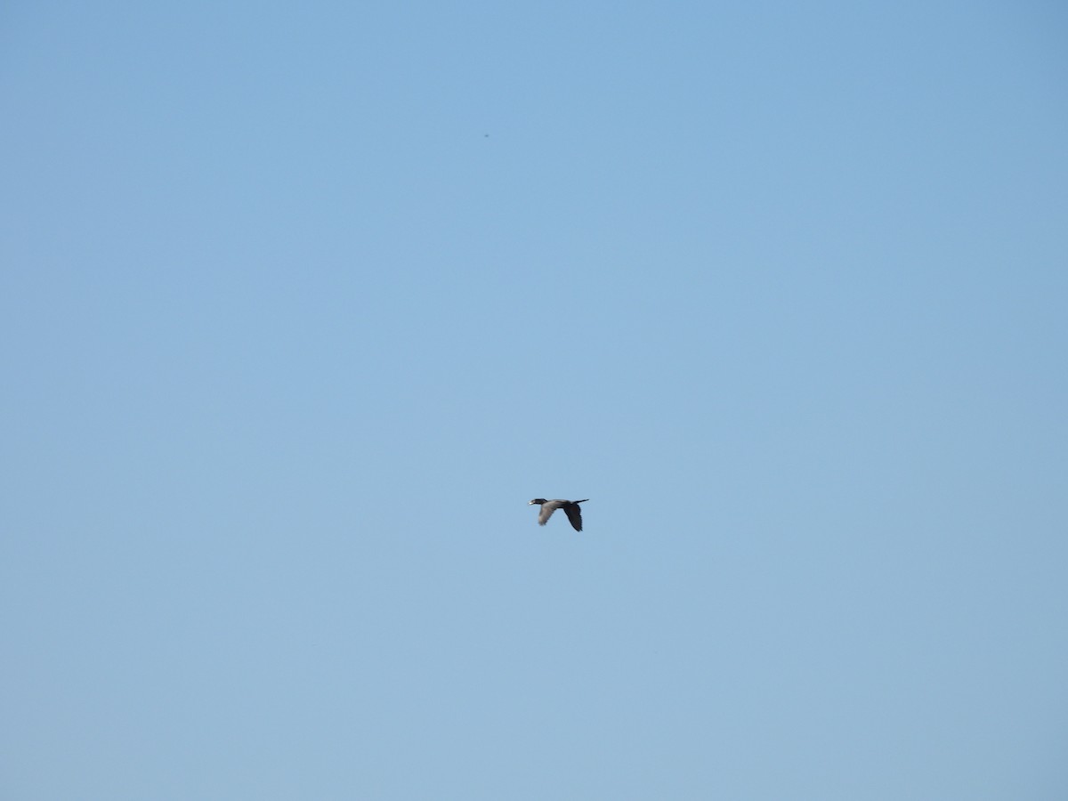 Neotropic Cormorant - ML647238034