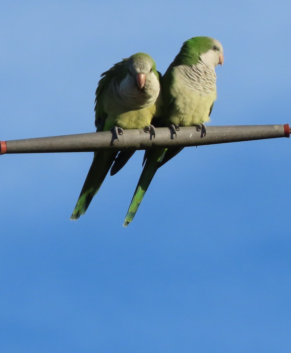 Monk Parakeet - ML647238035