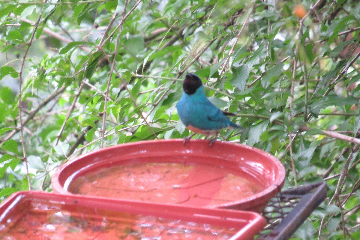 Swallow Tanager - ML647238036