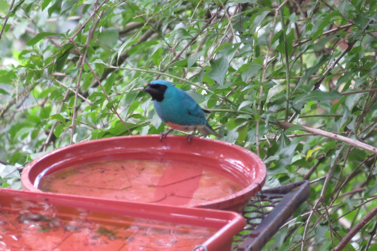 Swallow Tanager - ML647238037