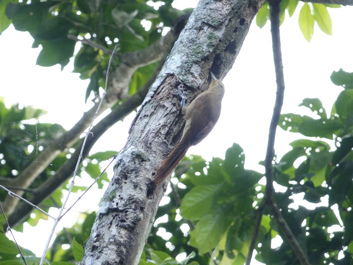 Cinnamon-throated Woodcreeper - ML647238038