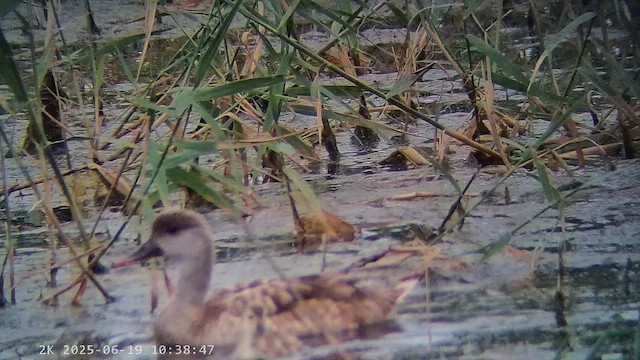 赤嘴潛鴨 - ML647238039