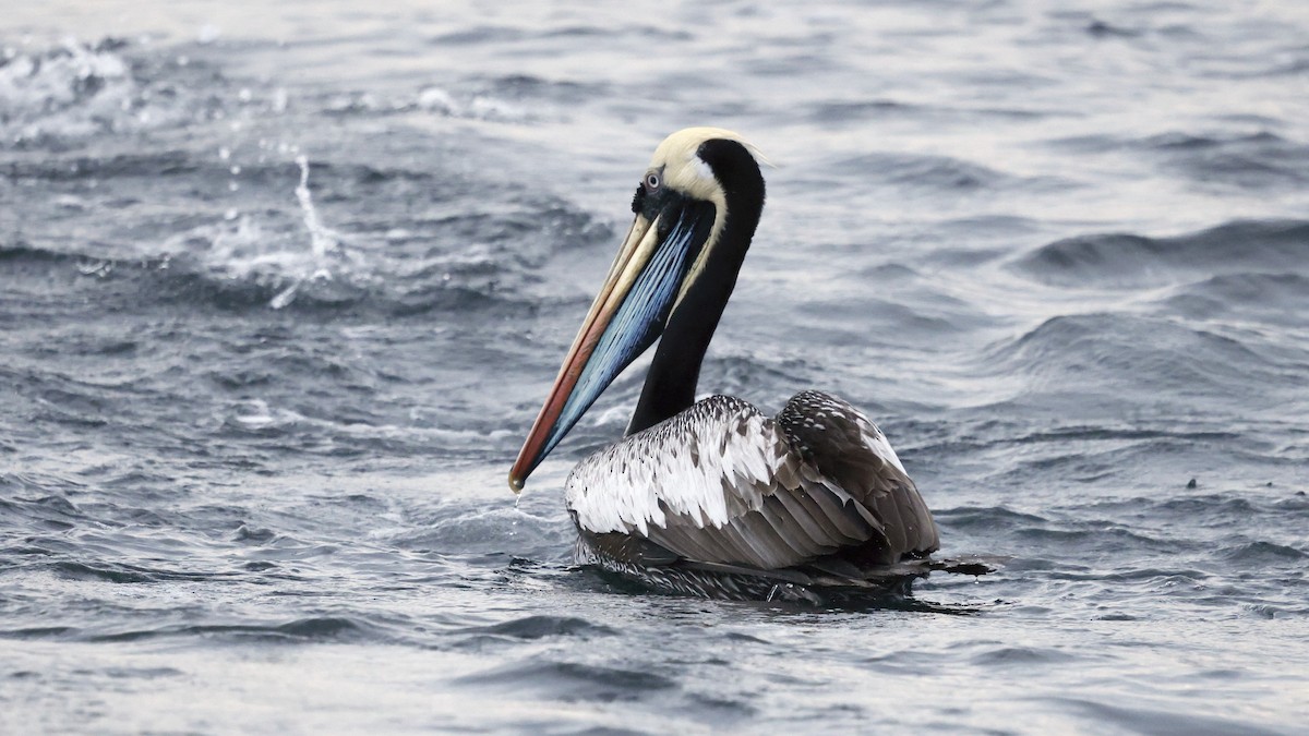 Peruvian Pelican - ML647238042