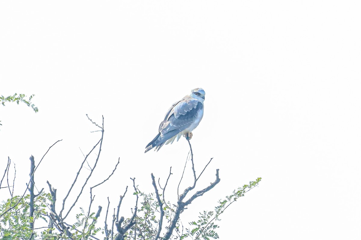 Black-winged Kite - ML647238043