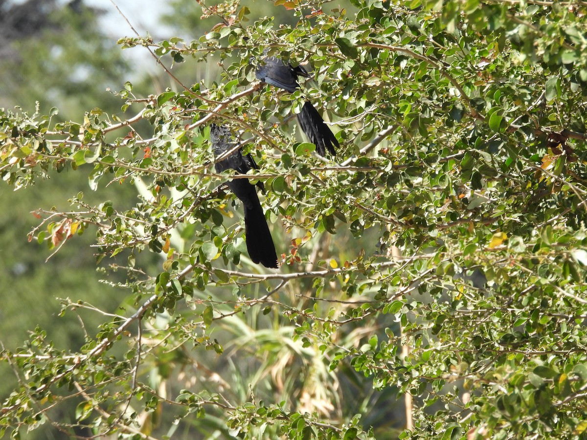 Groove-billed Ani - ML647238044