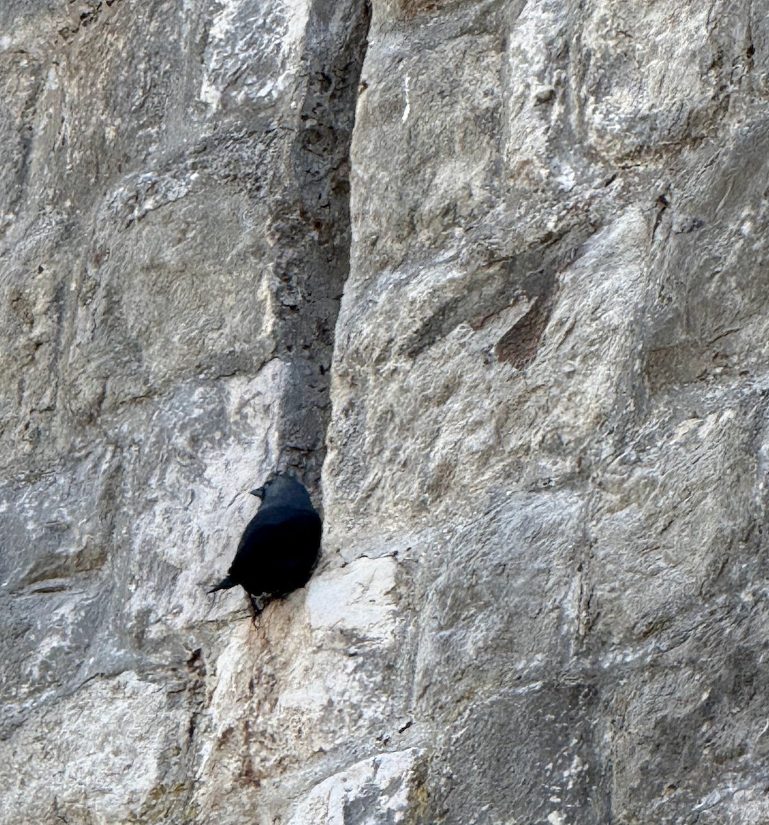 Eurasian Jackdaw - ML647238046