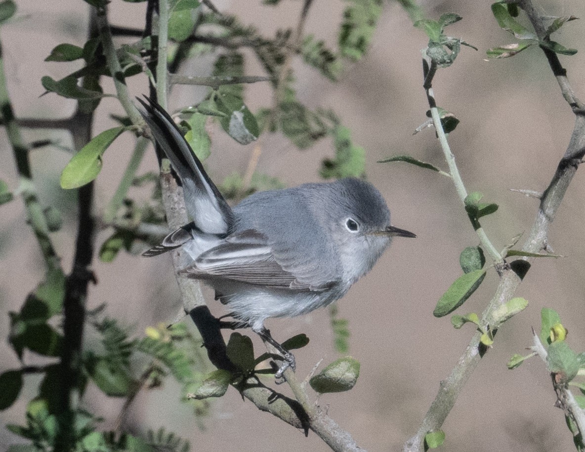 Blue-gray Gnatcatcher - ML647238047