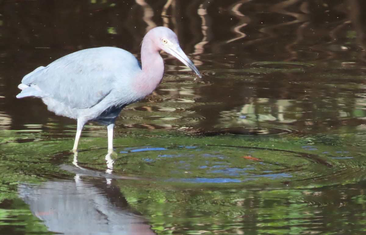 Little Blue Heron - ML647238055