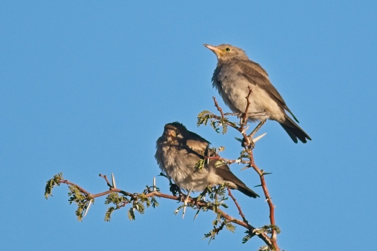 Wattled Starling - ML647238056