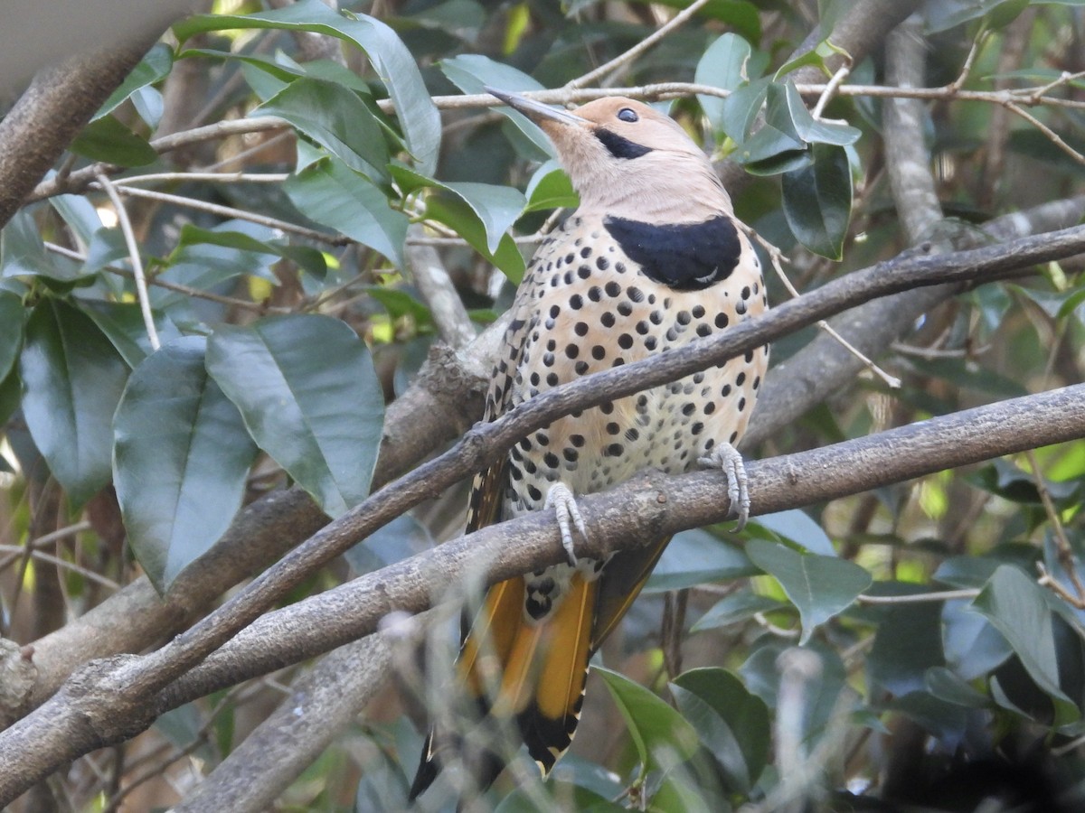 Northern Flicker - ML647238057