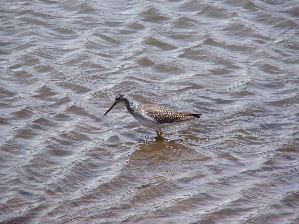 Greater Yellowlegs - ML647238058