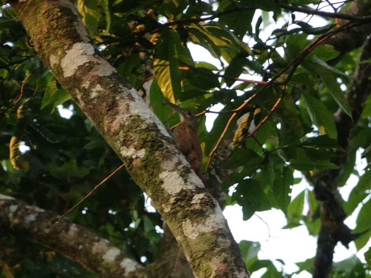 Strong-billed Woodcreeper - ML647238059