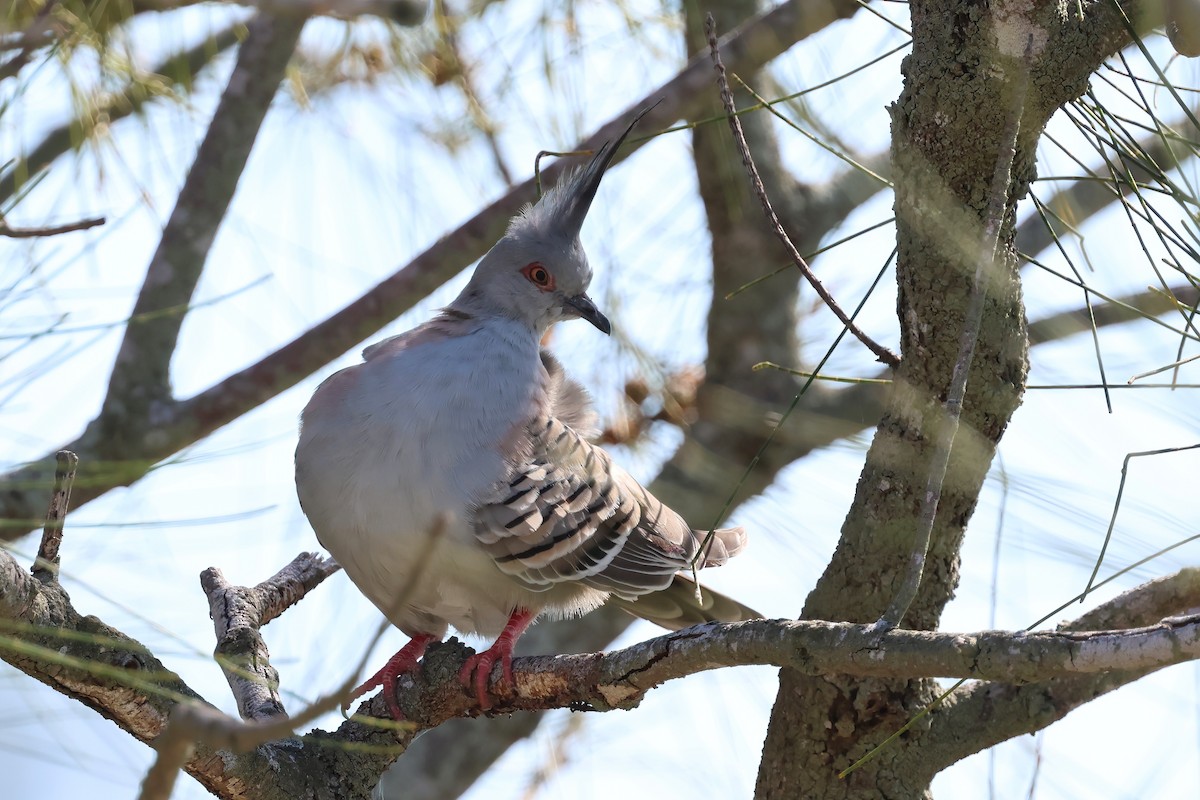 Crested Pigeon - ML647238062