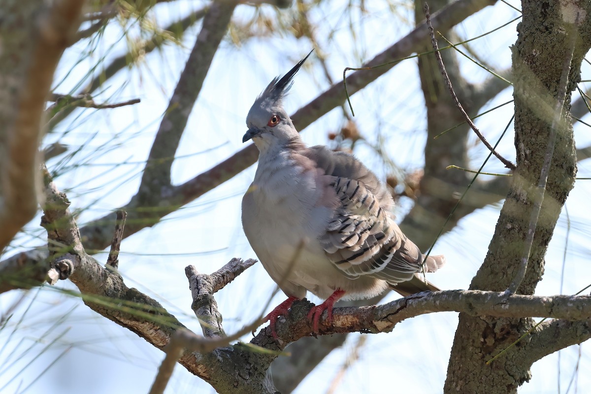 Spitzschopftaube - ML647238063