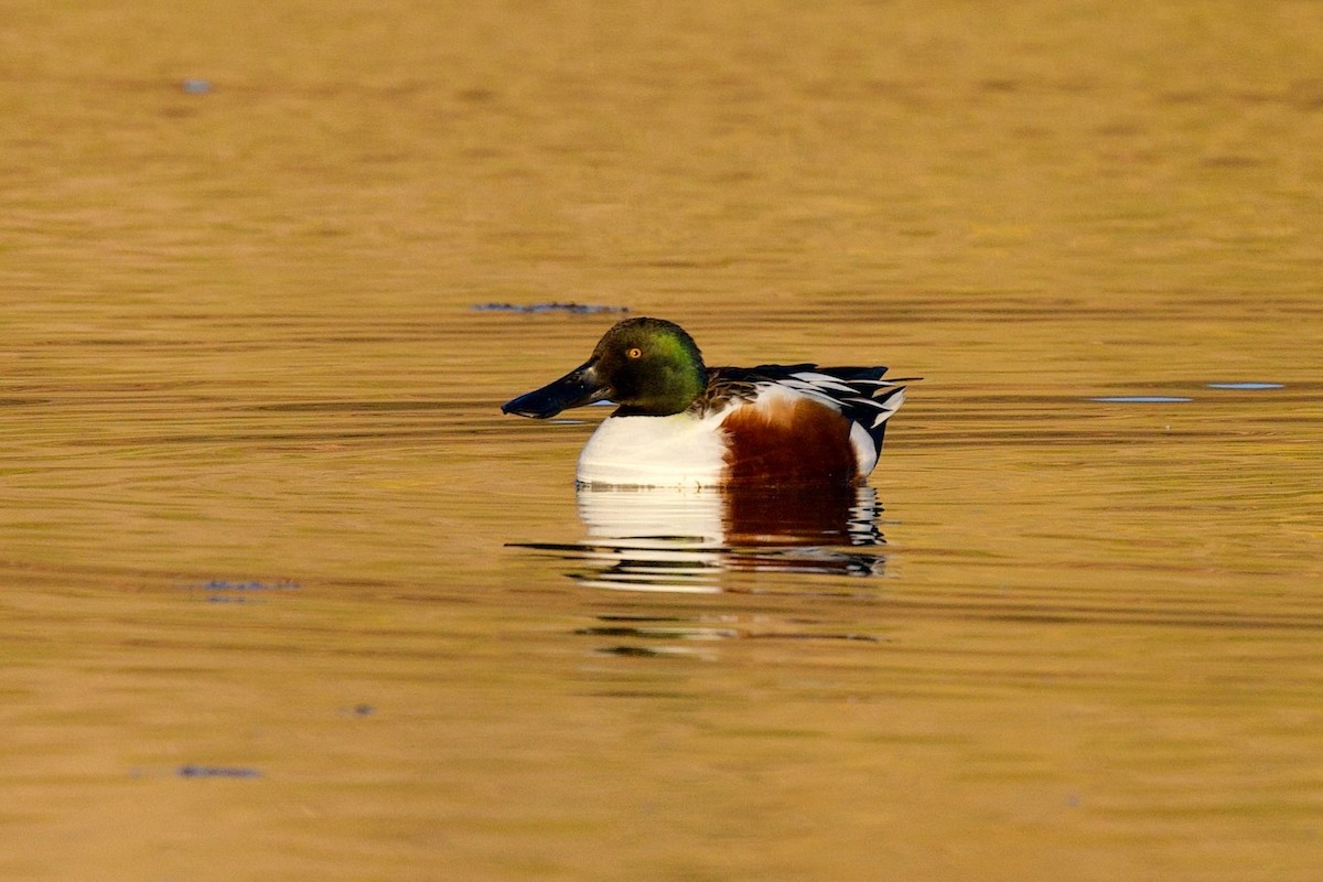 Northern Shoveler - ML647238064