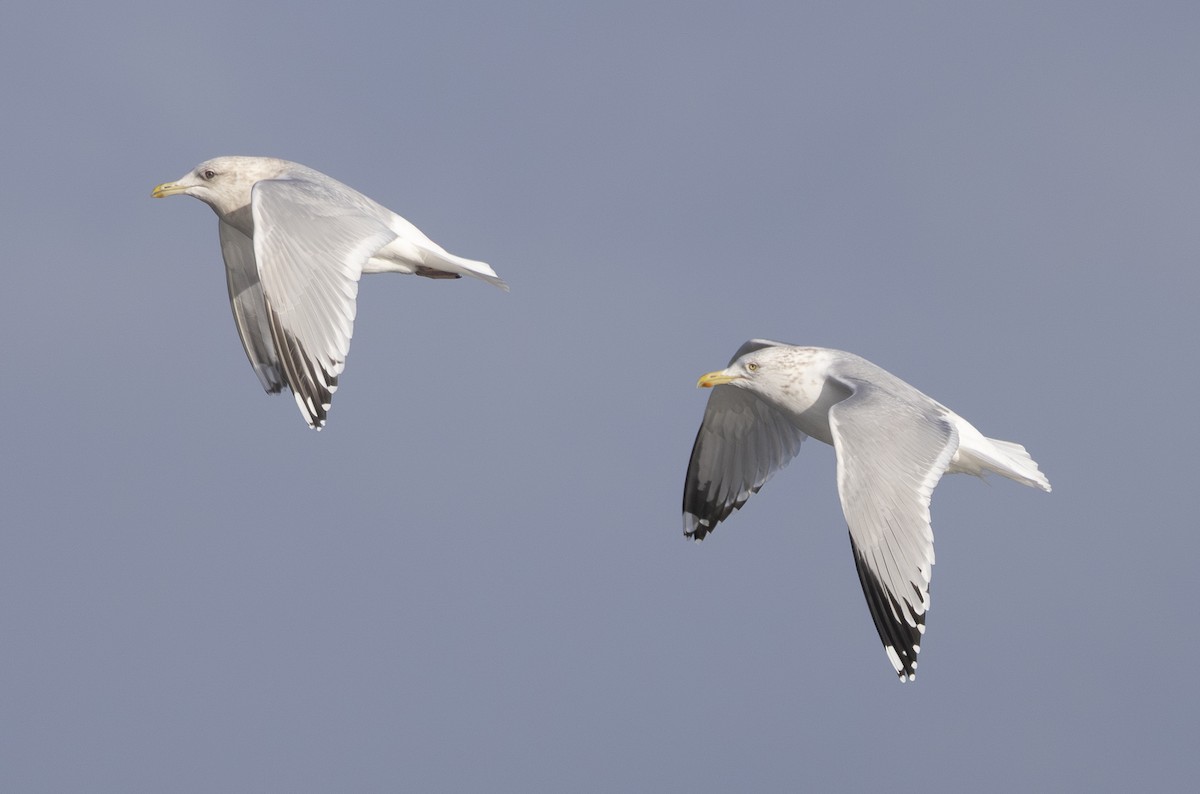 Iceland Gull (Thayer's) - ML647238065