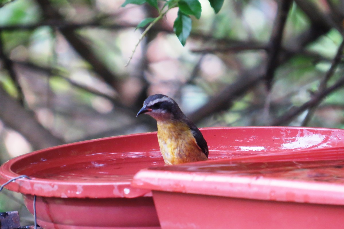Sucrier à ventre jaune - ML647238067