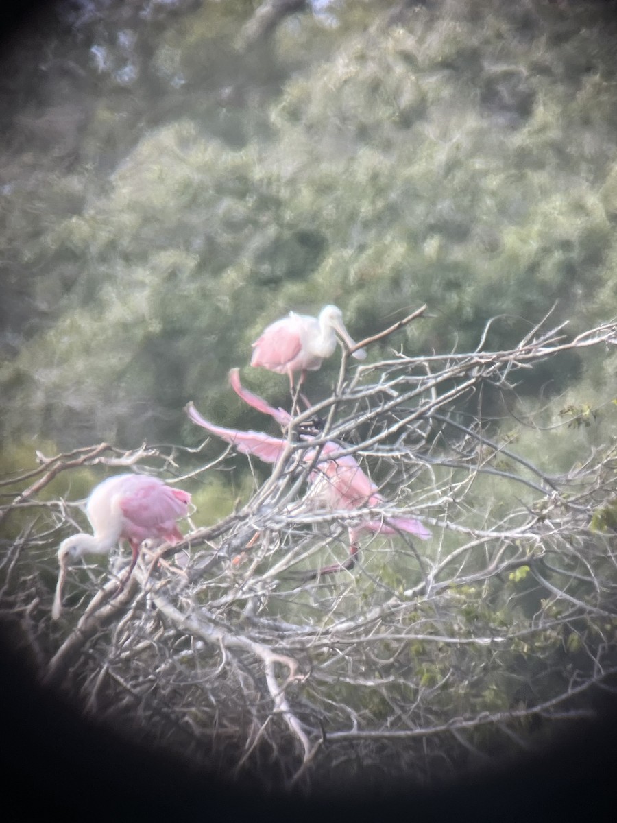 Roseate Spoonbill - ML647238070